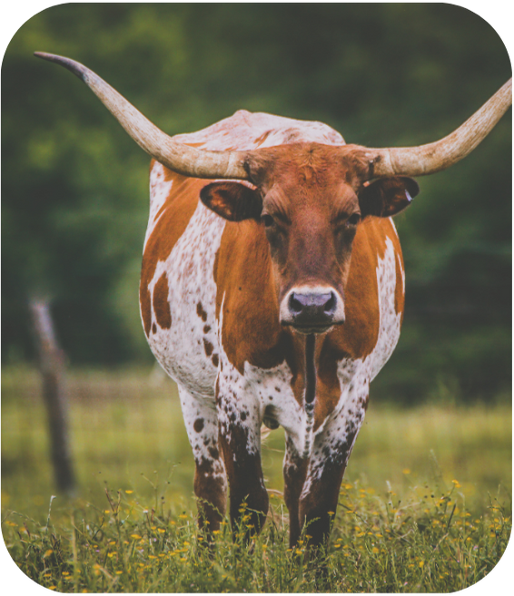 bull