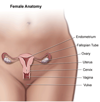 female anatomy