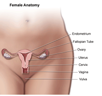 female anatomy