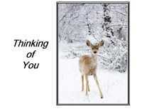 Thinking of You Deer Card