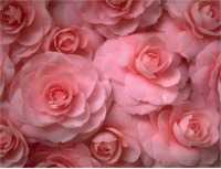 Roses, no text card