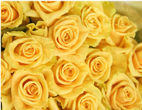 Yellow Roses